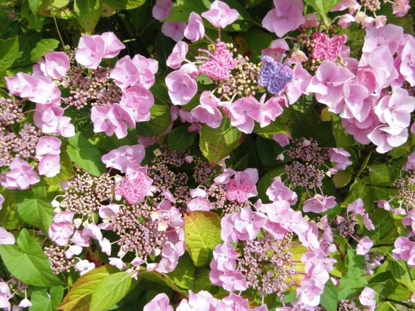 My crocheted butterflies in a hydrangea bush! My crocheted butterflies in a hydrangea bush!