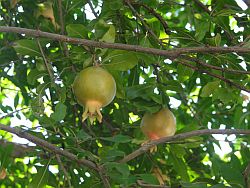 A pomegranate