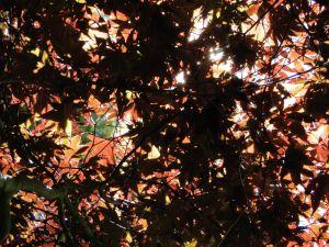 Sunlight through maple leaves Sunlight through maple leaves